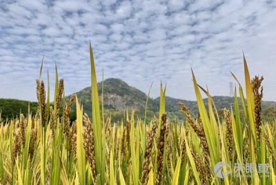 张家港市粮食购销总公司 粮食收购的实践与展望