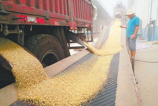 河南省夏播圆满结束 初级农产品收购工作有序开展