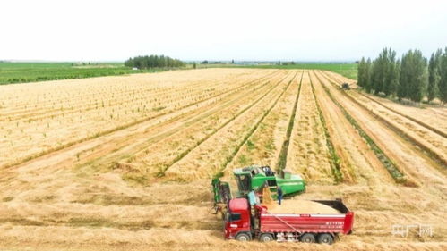 麦香盈满仓 夏粮收购忙 乡村振兴展现粮食安全新面貌