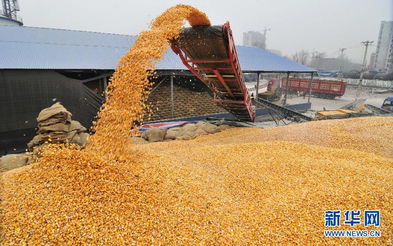 黑龙江秋粮收购全面展开，保障农产品初级市场高效运行