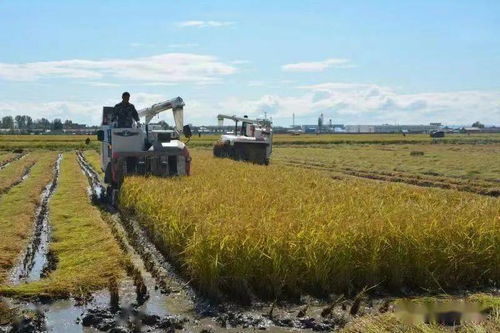 我市两户企业荣登第十届中国粮油榜，引领初级农产品收购优化升级