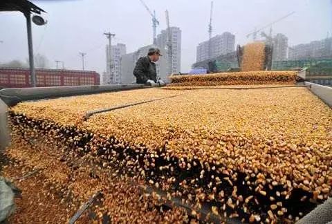 盘点2018年秋粮收购最新政策，这些变化不可不知