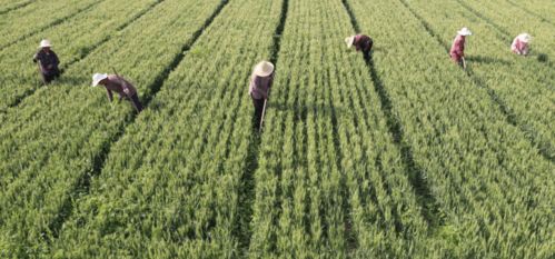 根治硕鼠管好粮仓 甘肃专项整治粮食购销领域腐败问题