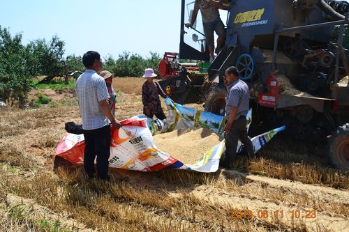 夏粮丰收收购减少的背后 粮食流向与风险分析