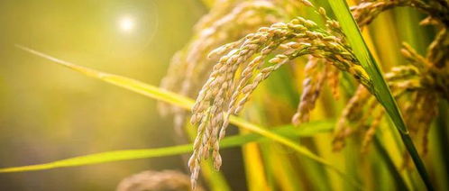 关注丨为百姓口粮品质撑起安全伞 初级农产品收购的重要性与挑战