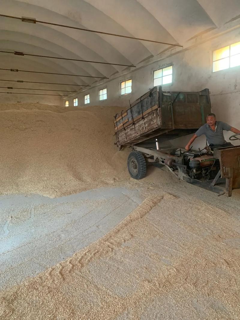 车店粮站大量收购今年新稻谷，助力农民丰收变现