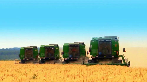 乌苏市2020年夏粮收购工作全面展开 保障农民利益，实现明白粮、舒心粮、满意粮