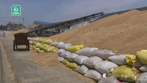 开镰即开秤，粮食部门力保夏粮收购