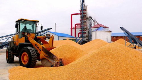 南北玉米市场分化 山东一天两涨，东北跌跌不休，初级农产品收购信号解读