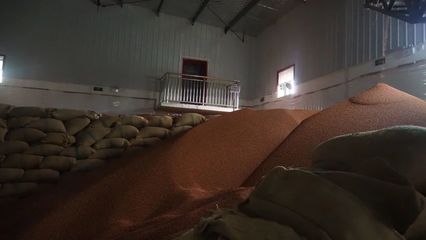 颗粒归仓，酒香源头——汇川区酒用高粱迎来收购高峰