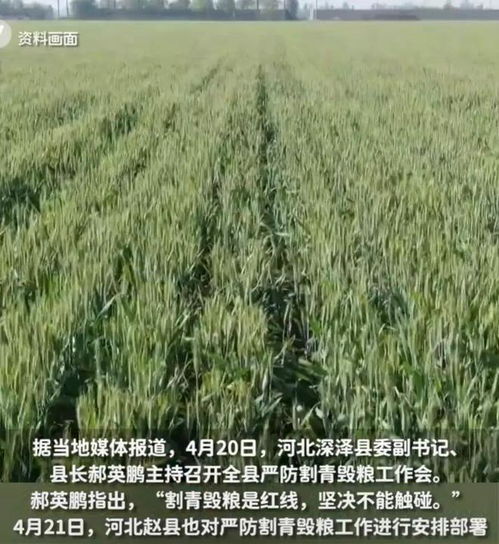 谁在2000元一亩收购小麦青苗？严查割青毁麦，守护‘没粮食，没未来’的生命线