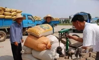 灵宝玉米采摘人工300元/天背后 成本与利润的农业经济学透视