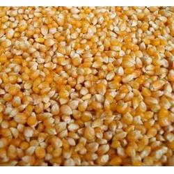 安徽粮食收购市场概览 聚焦玉米小麦收购与代理服务