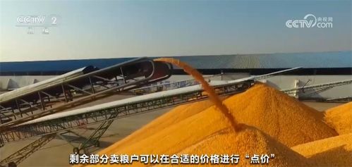 玉米购销两旺，春耕备耕正忙——从市场到田间呈现万千气象